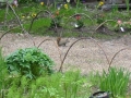IMG_0085_13_52.jpg