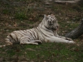 IMG_2436.jpg