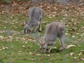 IMG_2478.jpg