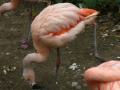 IMG_2500.jpg