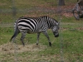 IMG_2511.jpg