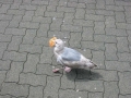 IMG_0017001.jpg