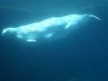 IMG_0175.jpg