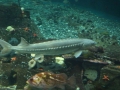 IMG_0184.jpg